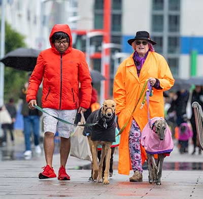 PetWell Walk for Petwellness walkers with greyhounds